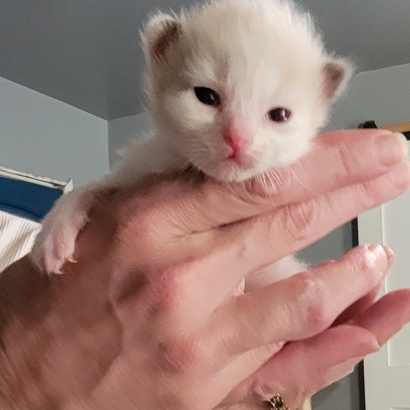 Ragdoll babies and Ragdoll Supplies and Grooming - Picture 6 of 7